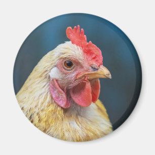 Aimant Gros plan du poulet