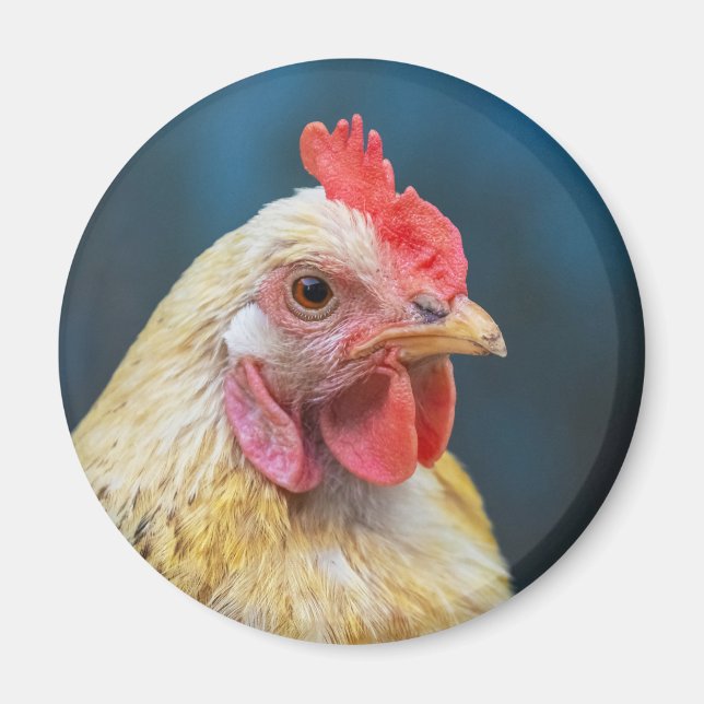 Aimant Gros plan du poulet (Devant)