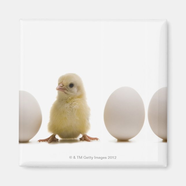 Aimant Gros plan d'un bébé poussin avec trois oeufs (Devant)