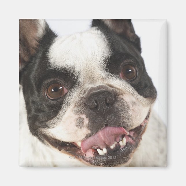 Aimant Gros plan d'un Boston Terrier qui sort son (Devant)