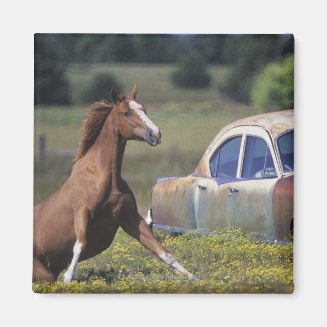 Aimant Gros plan d'un cheval courant près d'une voiture s (Devant)