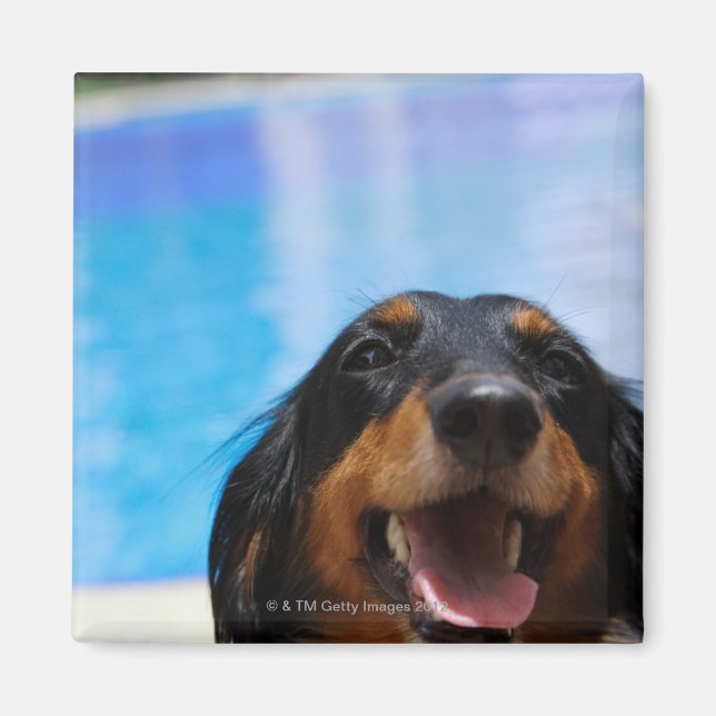 Aimant Gros plan d'un chien Dachshund (Devant)