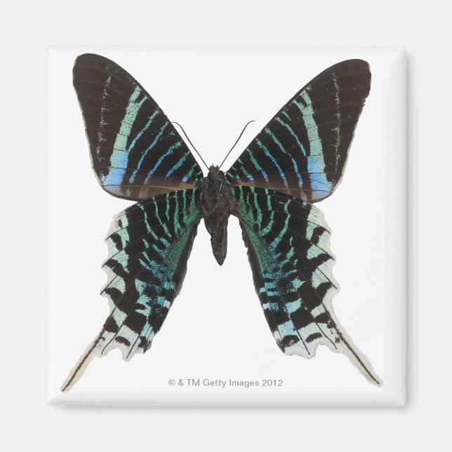 Aimant Gros plan d'un papillon (Devant)