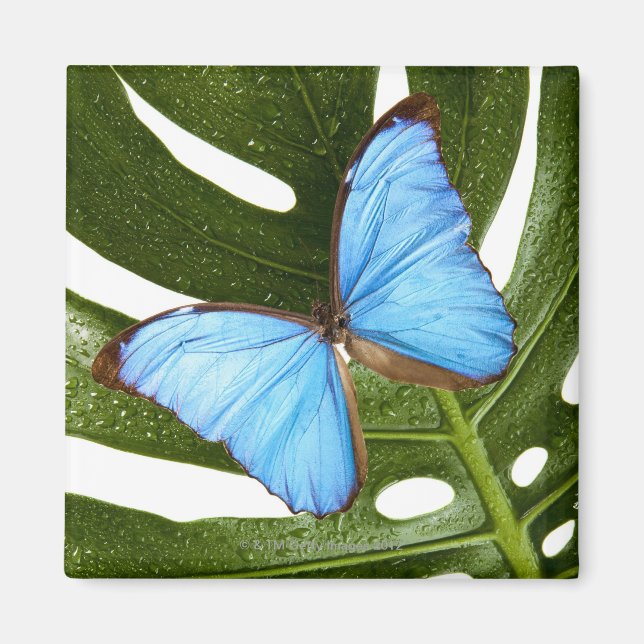 Aimant Gros plan d'un papillon bleu morpho sur une paume (Devant)