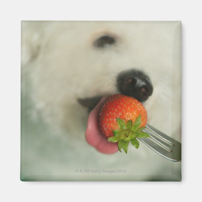 Aimant Gros plan d'une Bichon Frise mangeant une fraise (Devant)