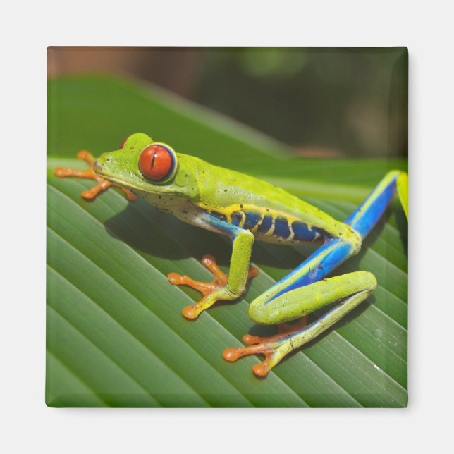 Aimant Gros plan d'une grenouille rousse (Devant)