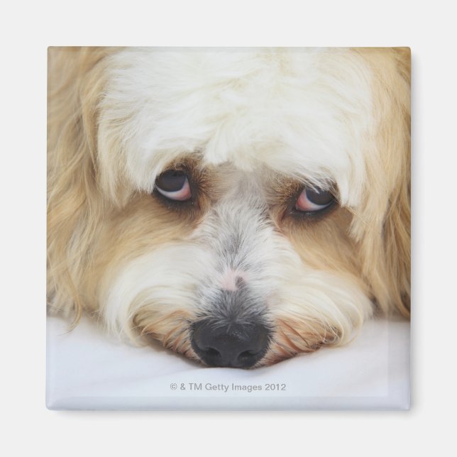 Aimant gros plan humoristique de bichon frise dog (Devant)