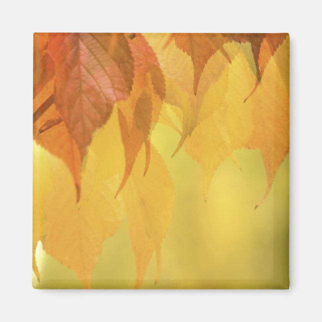 Aimant Gros plan sur des feuilles d'automne sur une branc (Devant)