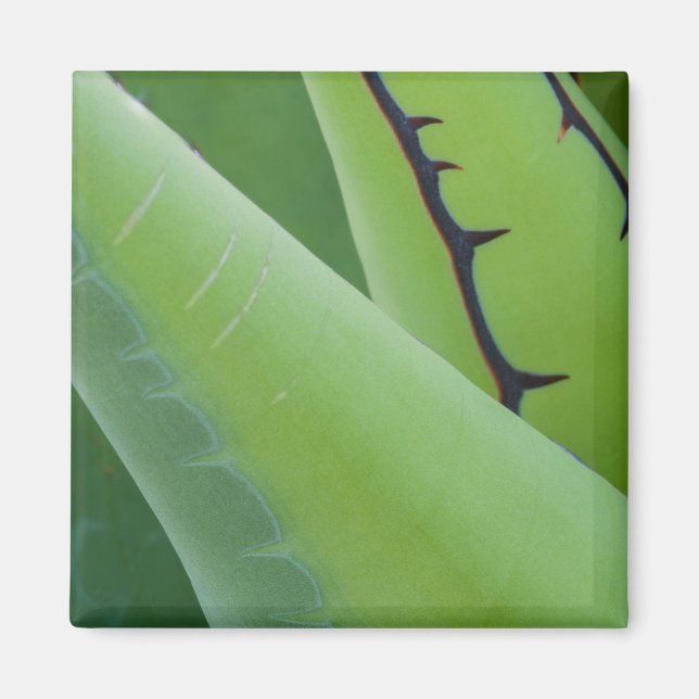 Aimant Gros plan sur l'Agave (Devant)