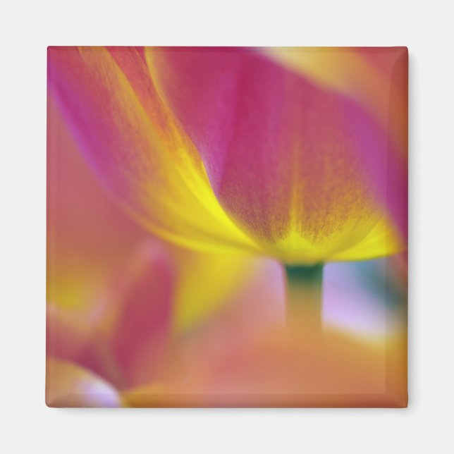 Aimant Gros plan sur le dessous d'une fleur de tulipe, Ku (Devant)