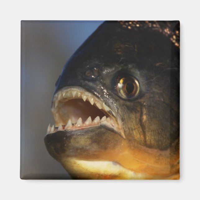 Aimant Gros plan sur Piranha (Devant)