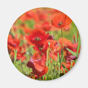Aimant Gros plan sur un champ de coquelicots, France