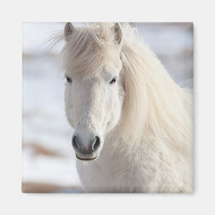 Aimant Gros plan sur un cheval islandais blanc