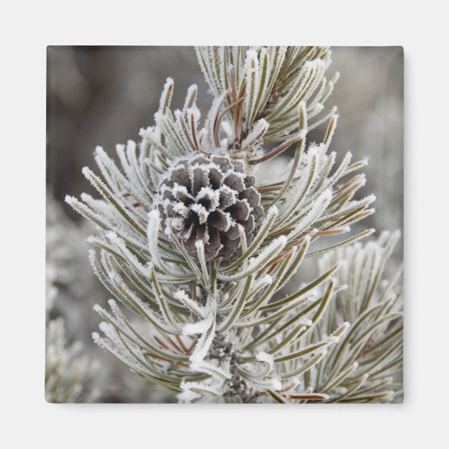 Aimant Gros plan sur un cône de pin gelé, Yellowstone (Devant)