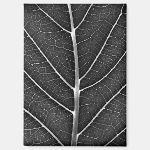 Aimant Gros plan sur une feuille lumineuse noir et blanc