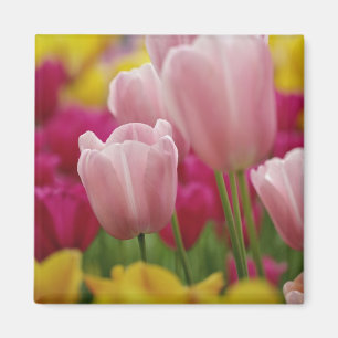 Aimant Gros plan sur une fleur de tulipe, jardins de Kuek