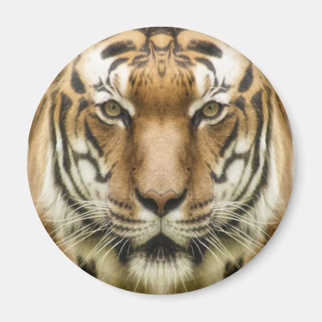 aimant Gros Plan Tigre (Devant)