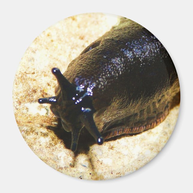 Aimant Grosse luge noire (Devant)