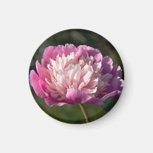 Aimant Grosses fleurs de pivoine rose le jour du printemp