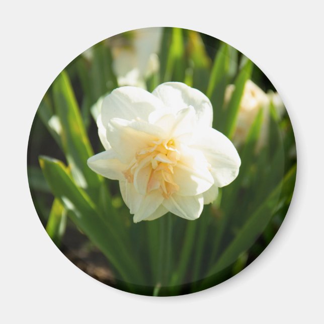 Aimant Grosses jonquilles blanches le jour du printemps (Devant)