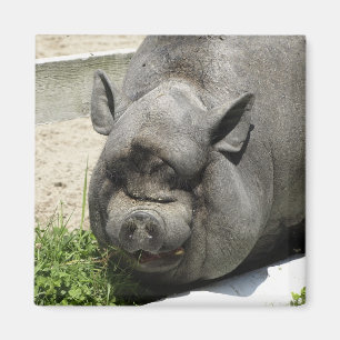 Aimant Grosses terres cultivables porcines de  