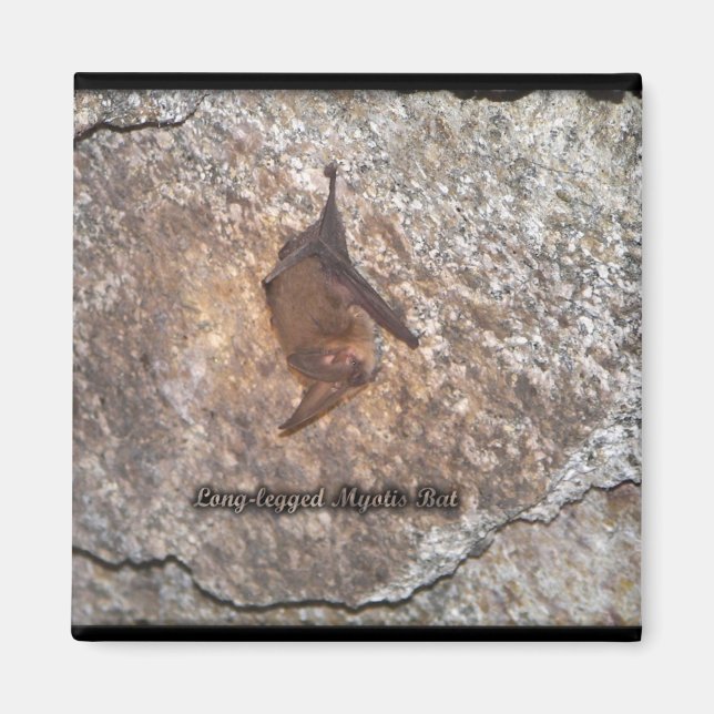 Aimant grotte de chauve-souris (Devant)