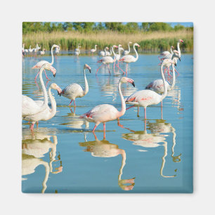 Aimant Groupe de flamants roses en Camargue