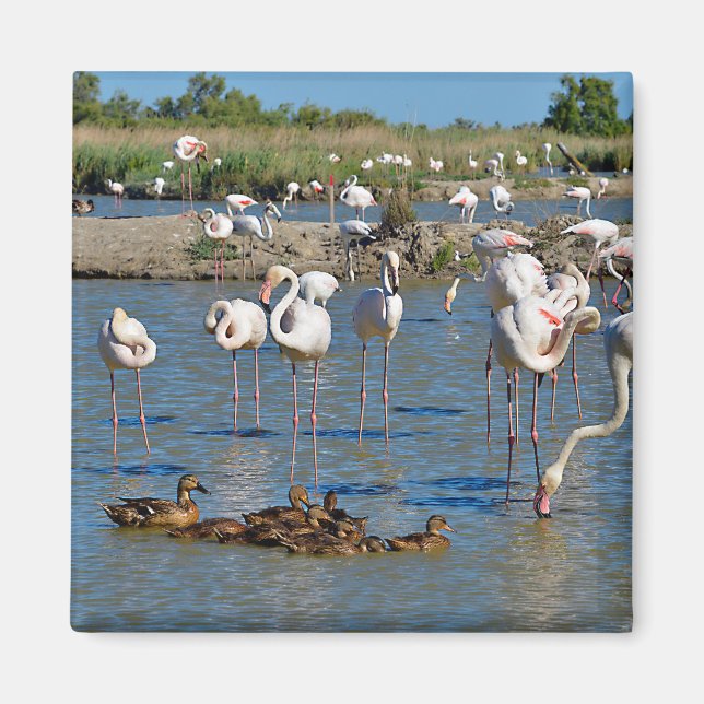 Aimant Groupe de flamants roses et canards en Camargue (Devant)
