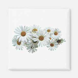 Aimant Groupe de marguerites blanches