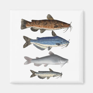 Aimant Groupe de poissons de l'Amérique du Nord