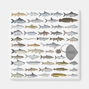 Aimant Groupe de poissons d'eau douce d'Asie du Sud