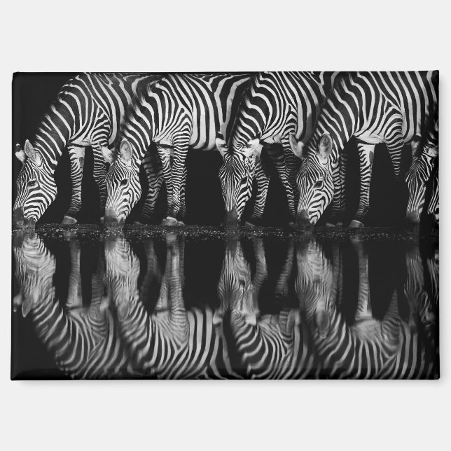 Aimant Groupe de zèbres des plaines boivent ensemble la n (Recto)