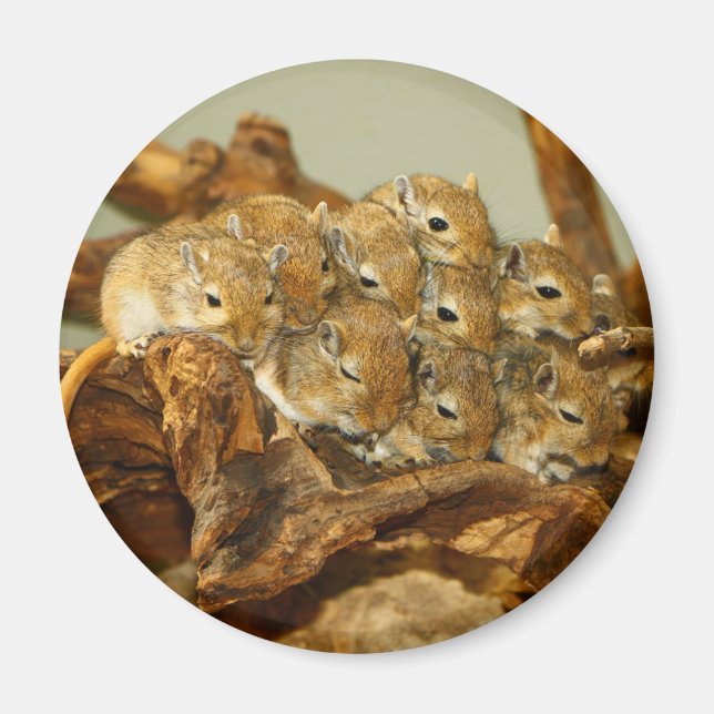 Aimant Groupe mongol Gerbils Meriones Unguiculatus (Devant)