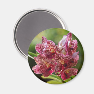Aimant Groupe tropical d'orchidée de Vanda