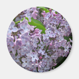 Aimant Groupes lilas