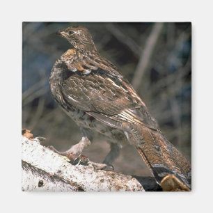 Aimant Grouse de Ruffed se tenant sur un rondin de
