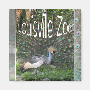 AIMANT GRUE ANIMALE DE LIGNE DE ZOO DE LOUISVILLE, PAON