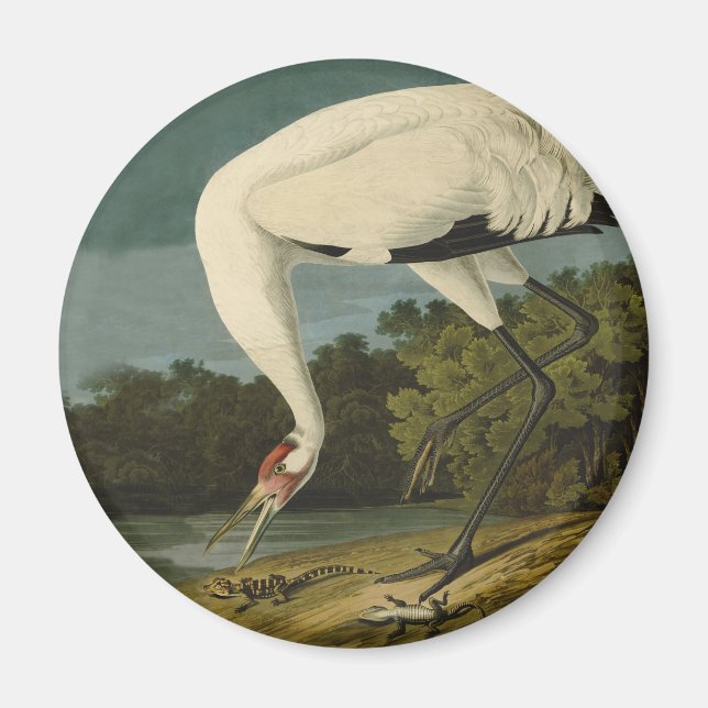 Aimant Grue blanche Audubon Peinture d'oiseaux (Devant)