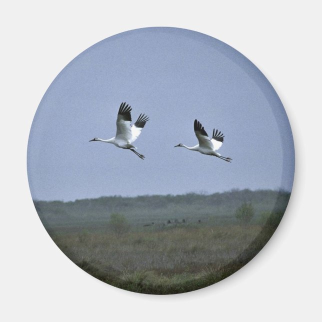 Aimant Grues blanches à Aransas National Wildlife Refug (Devant)