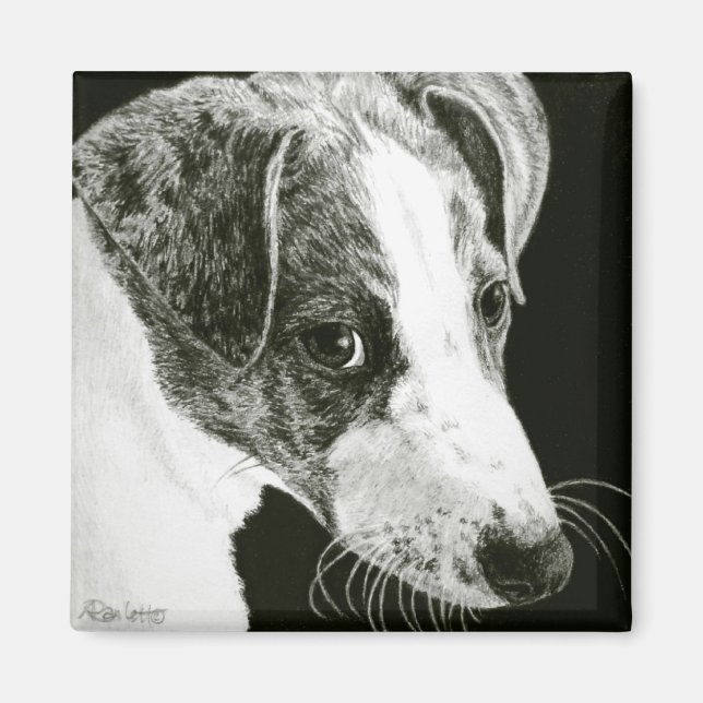 Aimant Gryhound - "Paddy" (Devant)