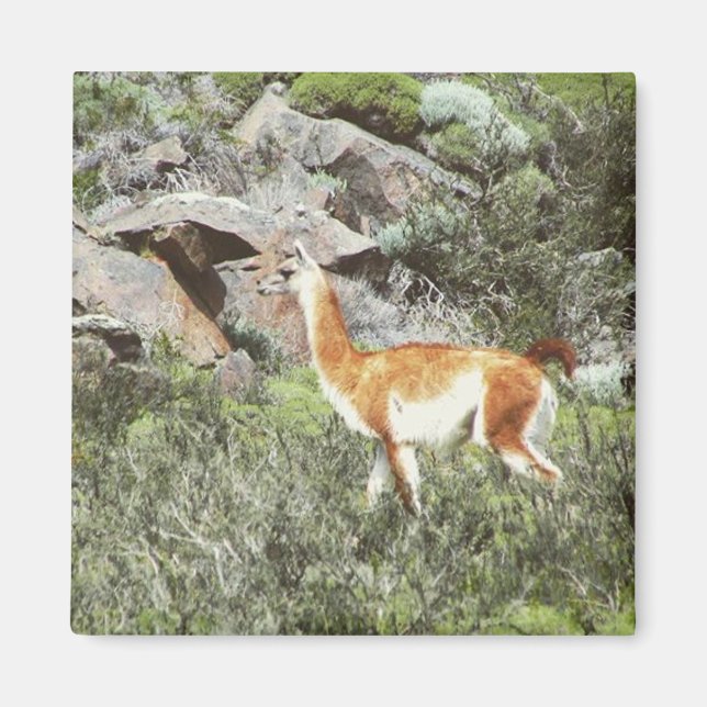 Aimant guanaco (Devant)