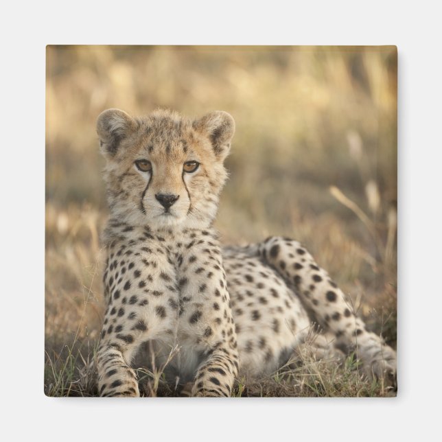 Aimant Guépard, Acinonyx jubatus (Devant)