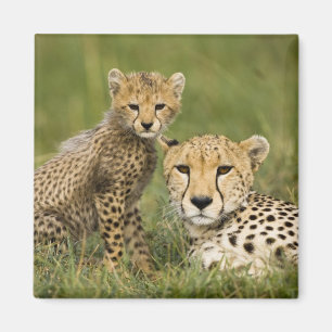 Aimant Guépard, Acinonyx jubatus, avec petit
