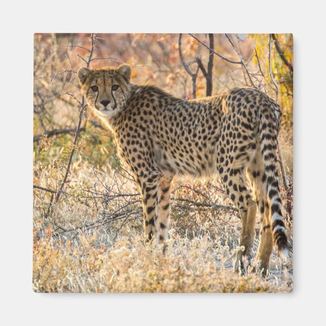 Aimant Guépard regardant autour (Devant)