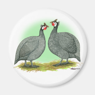 Aimant Guineas : Français