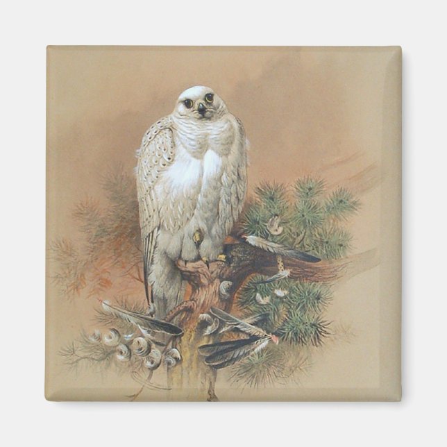 Aimant Gyrfalcon - 1861 (Devant)