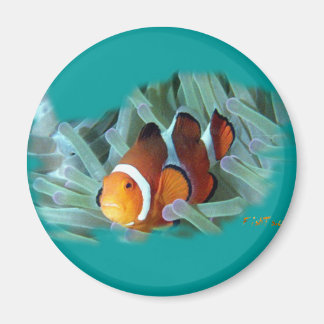 Aimant H2Oasis Clowfish