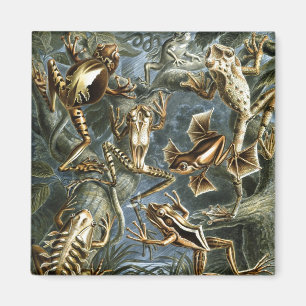 Aimant Haeckel Frogs