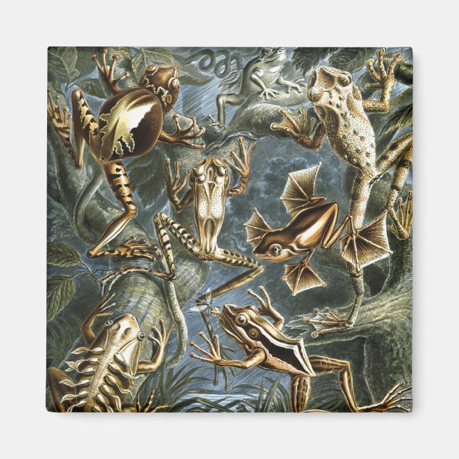 Aimant Haeckel Frogs (Devant)