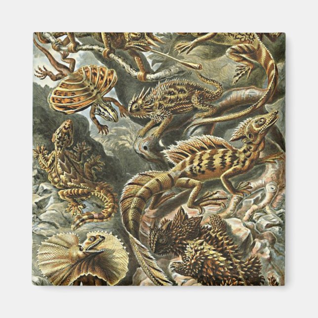Aimant Haeckel Lizard Porté Dragon Iguana Peinture (Devant)